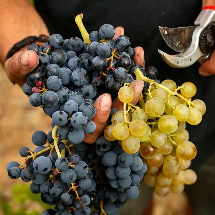 Terroir al Límit — project detail